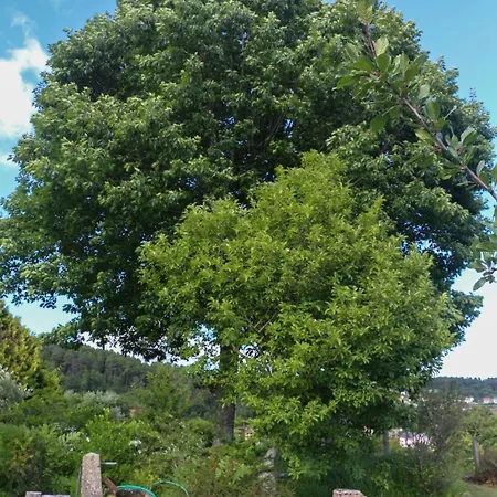 Bizarras * كاسترو دير