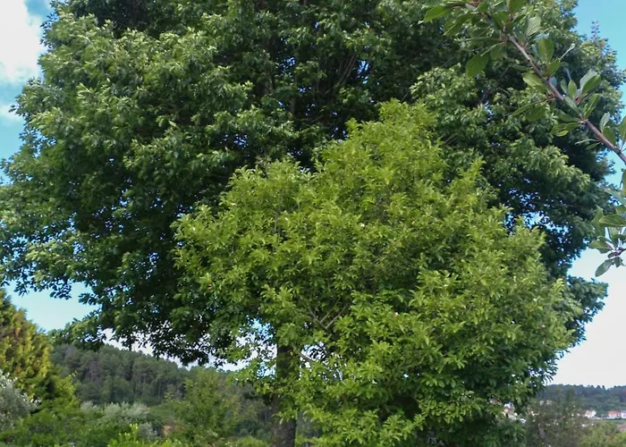 Bizarras * Castro Daire