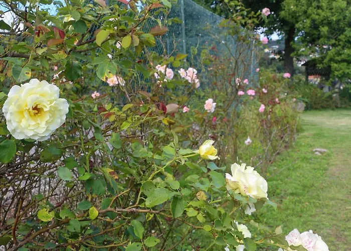 ファームステイ Bizarras